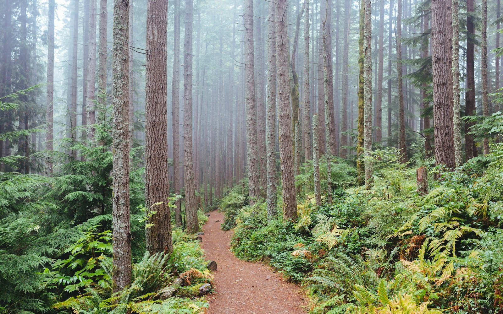 Coaker's Walk
