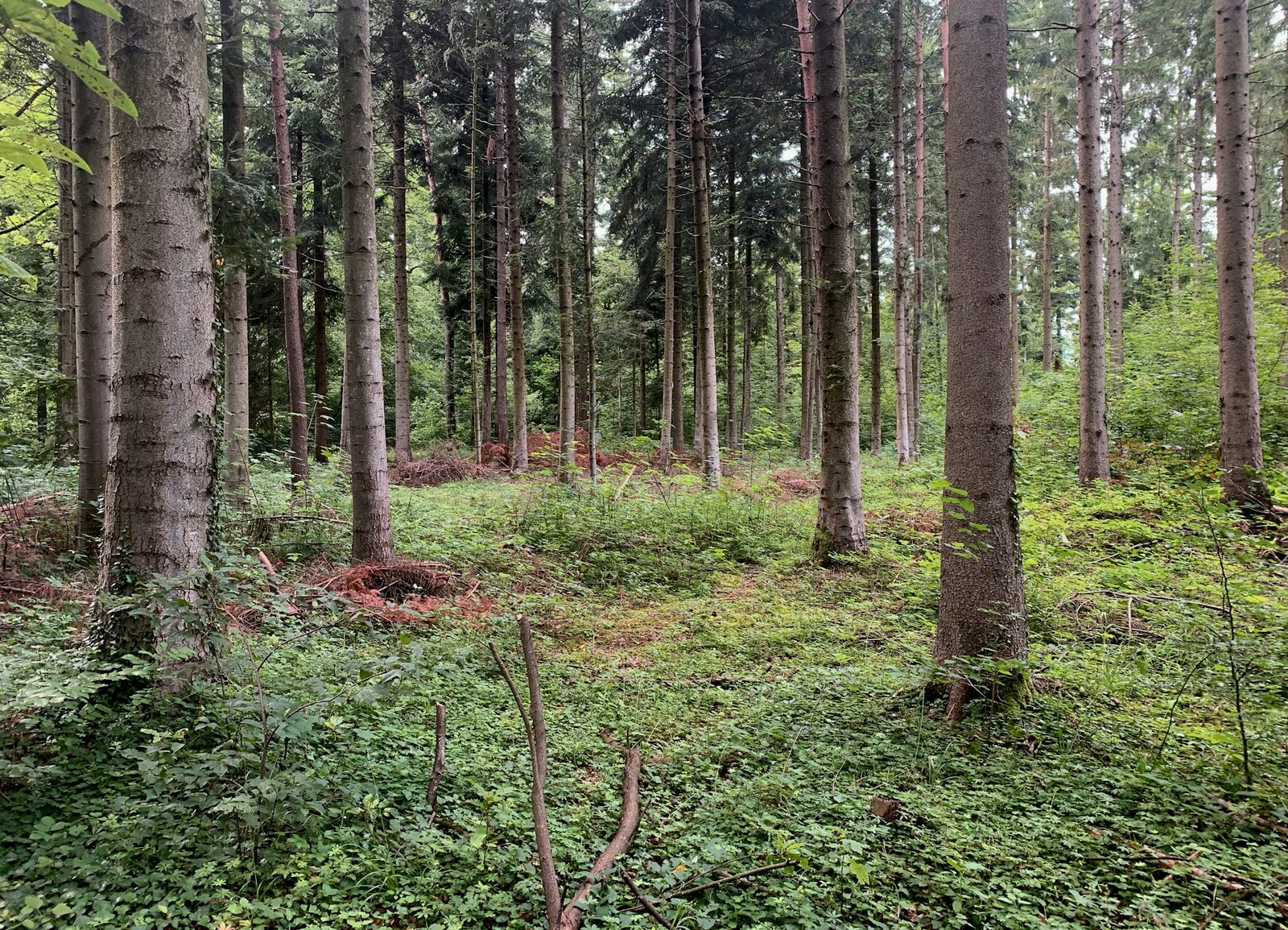 Pillar Rocks